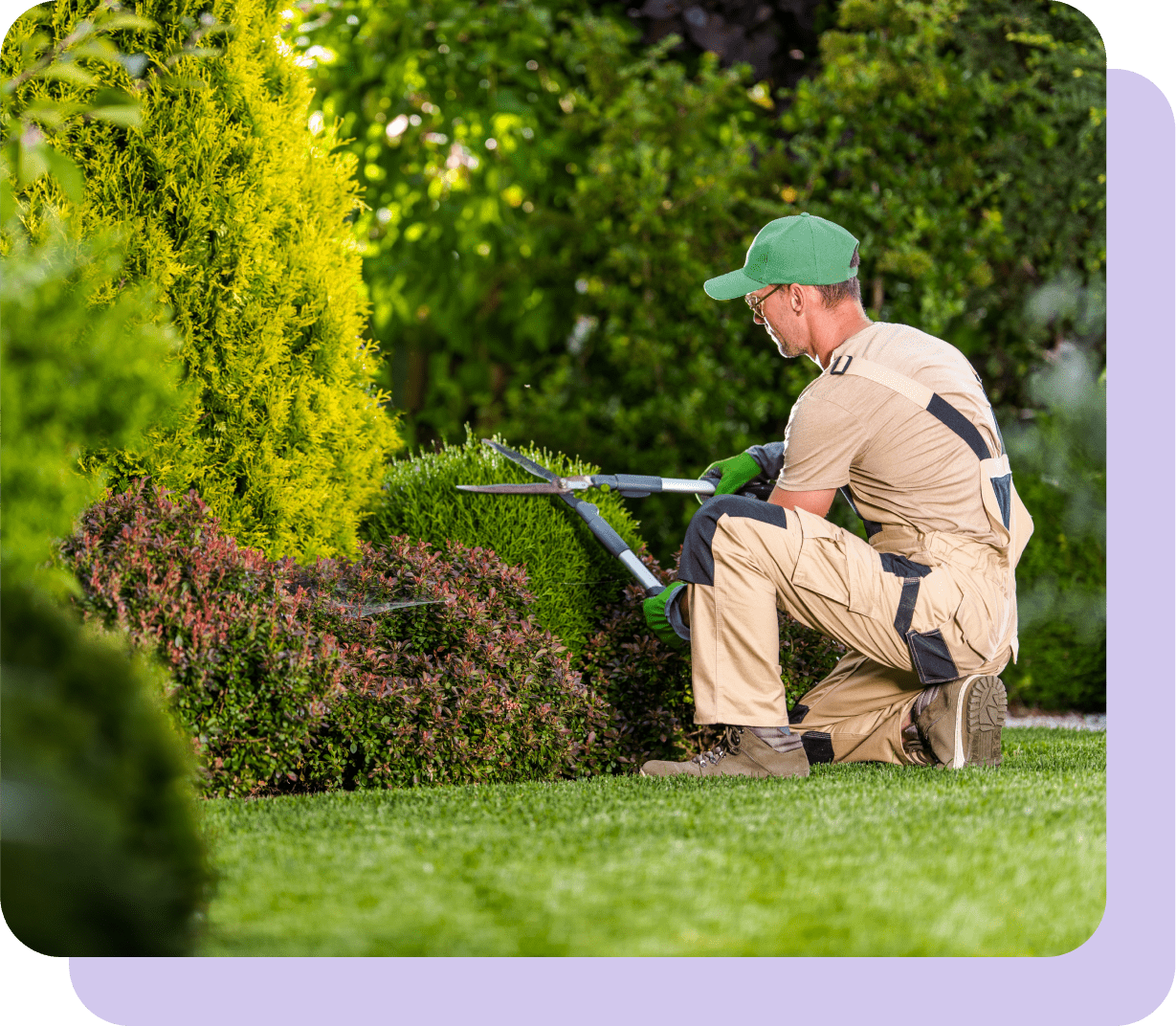 gardener trimming hedge